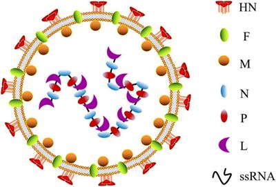 Development of Molecular Mechanisms and Their Application on Oncolytic Newcastle Disease Virus in Cancer Therapy